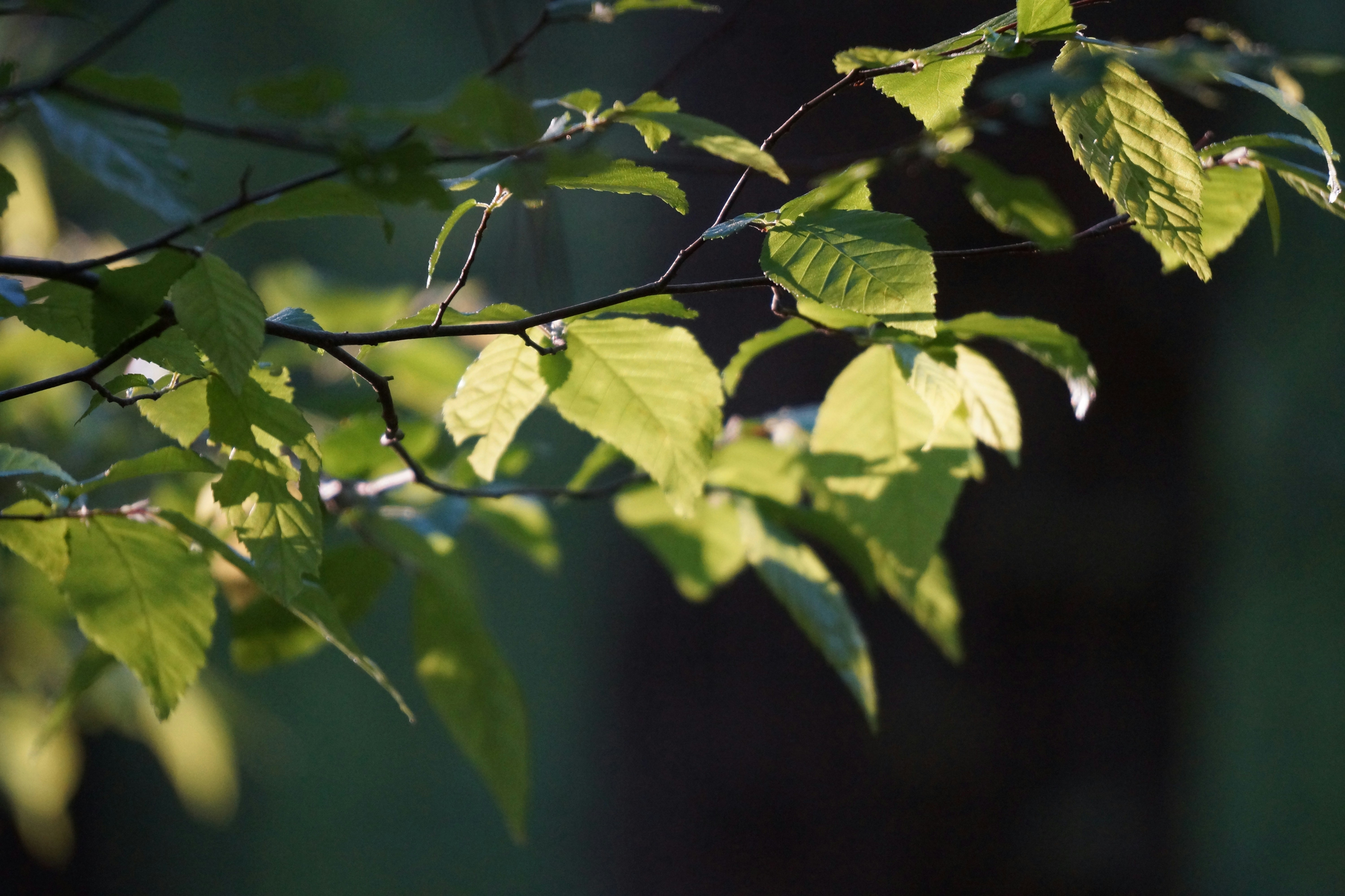 Photo by silkycotton