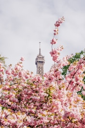 pink and white flowers near tower