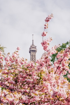pink and white flowers near tower