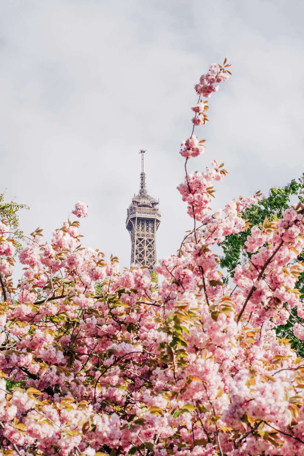 Fiori rosa e bianchi vicino alla torre