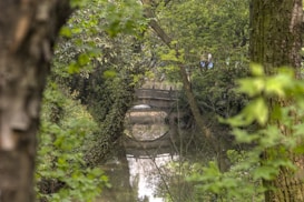 A lush, green forest scene with an arched stone bridge crossing over a calm body of water. The surrounding foliage is dense, with various shades of green leaves reflecting in the water. The image conveys a sense of tranquility and harmonious natural beauty.