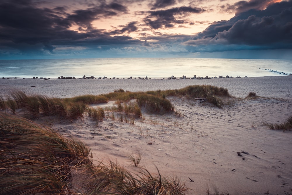 brown grass on seashore during daytime