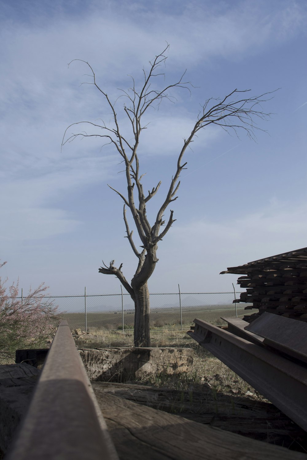 albero nudo vicino alla recinzione di legno marrone durante il giorno