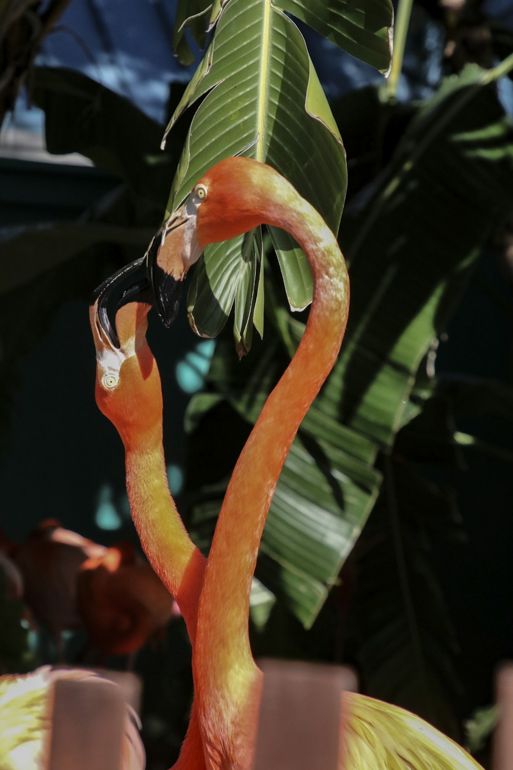 orange flamingo in close up photography