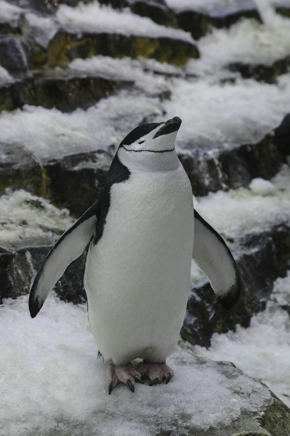 Pingüino blanco y negro en suelo nevado