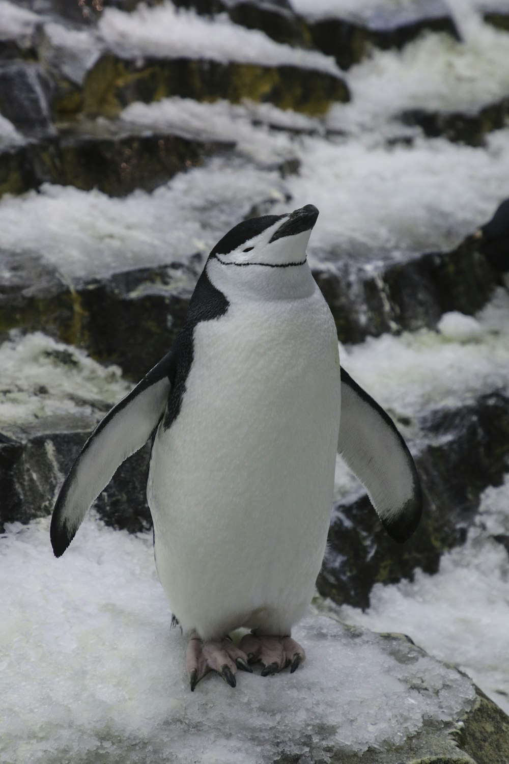 black and white penguin on snow covered ground