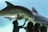 Several children are interacting with dolphins through a glass window at an aquarium. The dolphins are swimming closely, and one child is reaching out towards the glass.