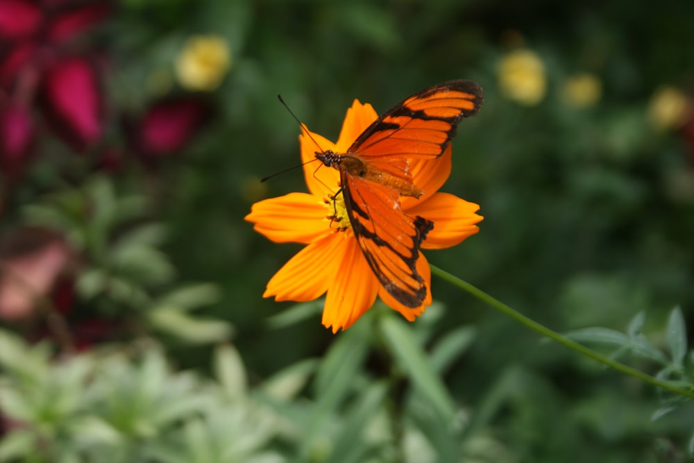 orange and black butterfly perched on yellow flower in close up photography during daytime