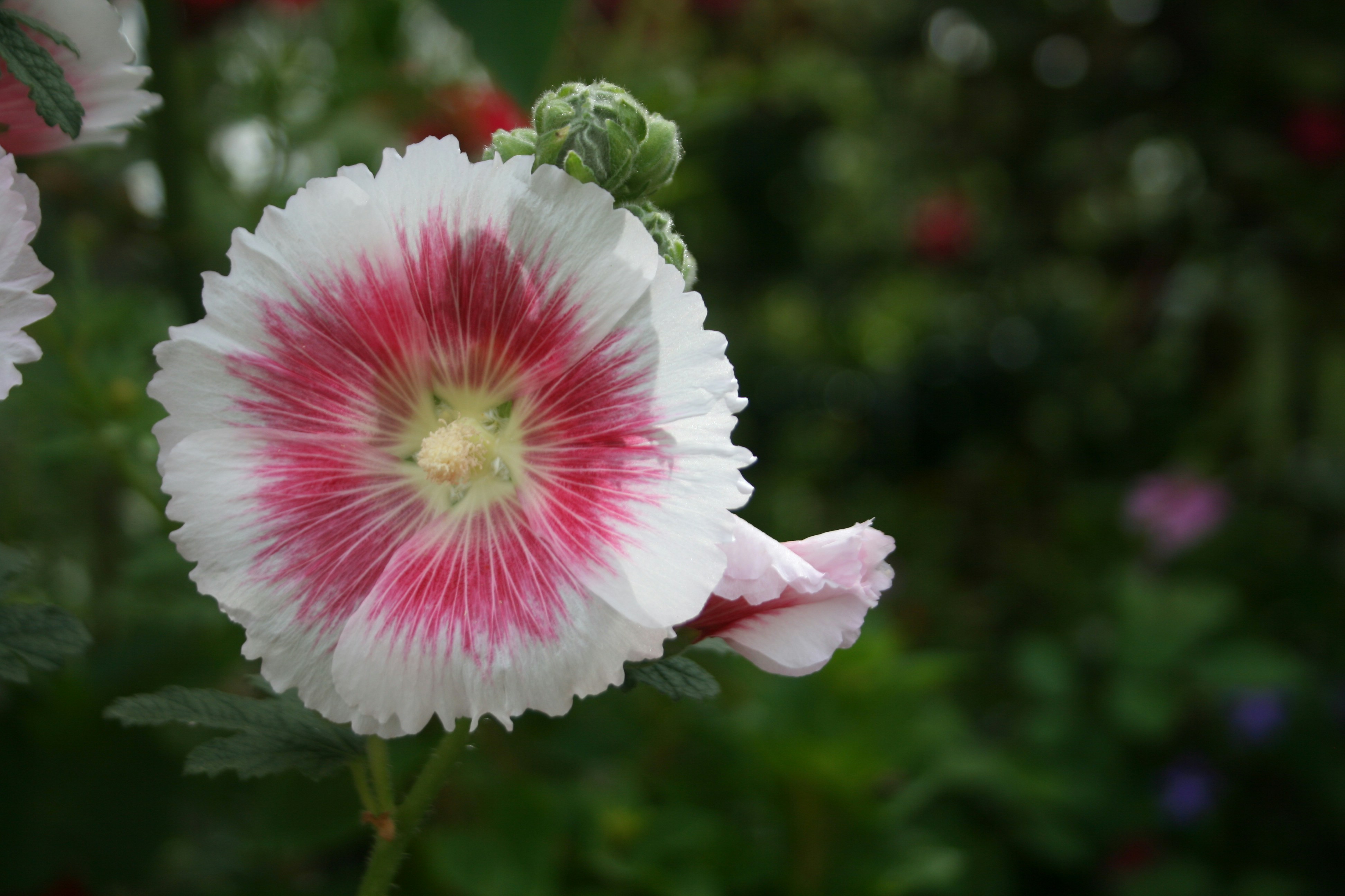 Photo by karollsoto0219