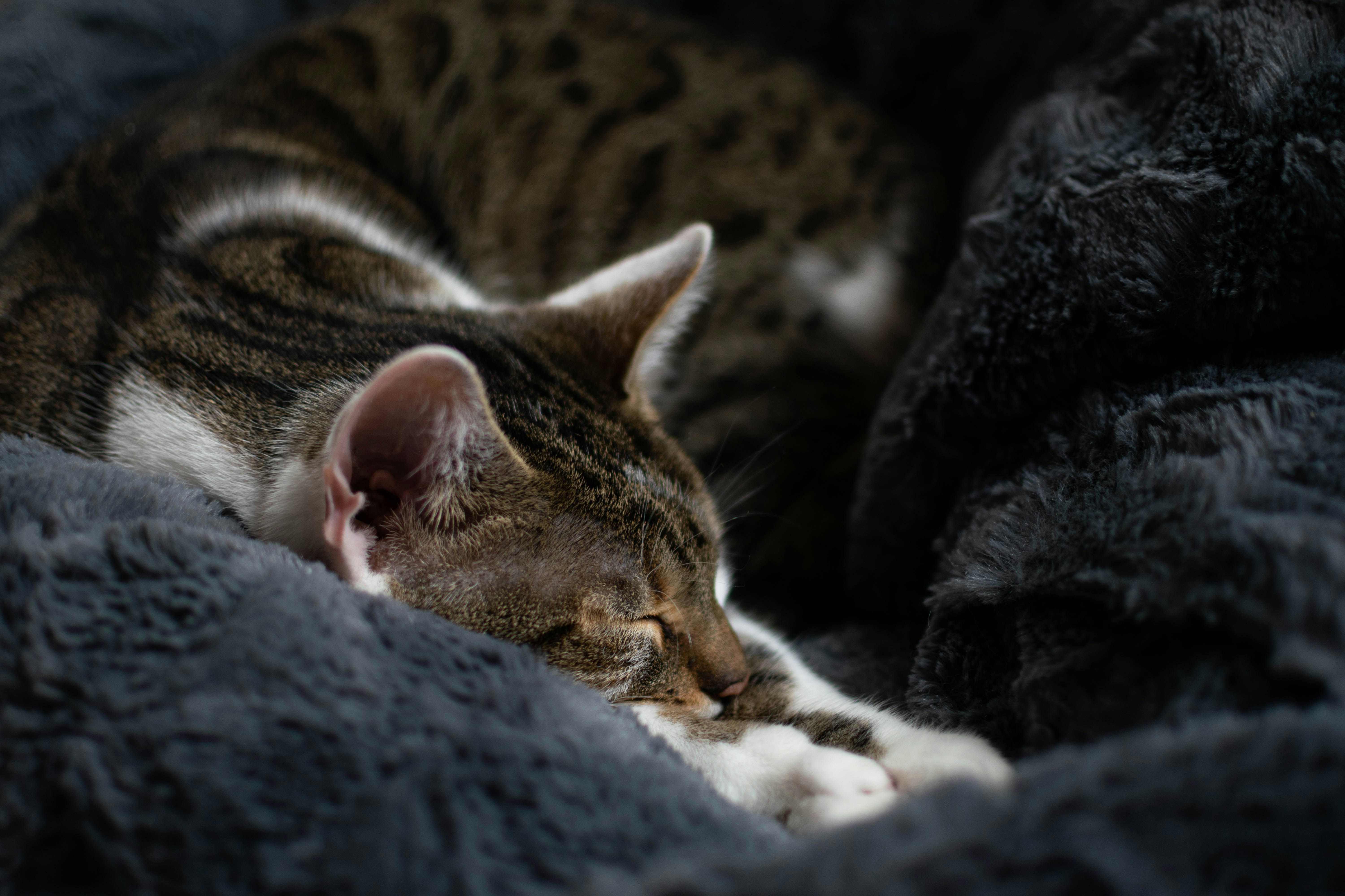 brown tabby cat lying on gray textile