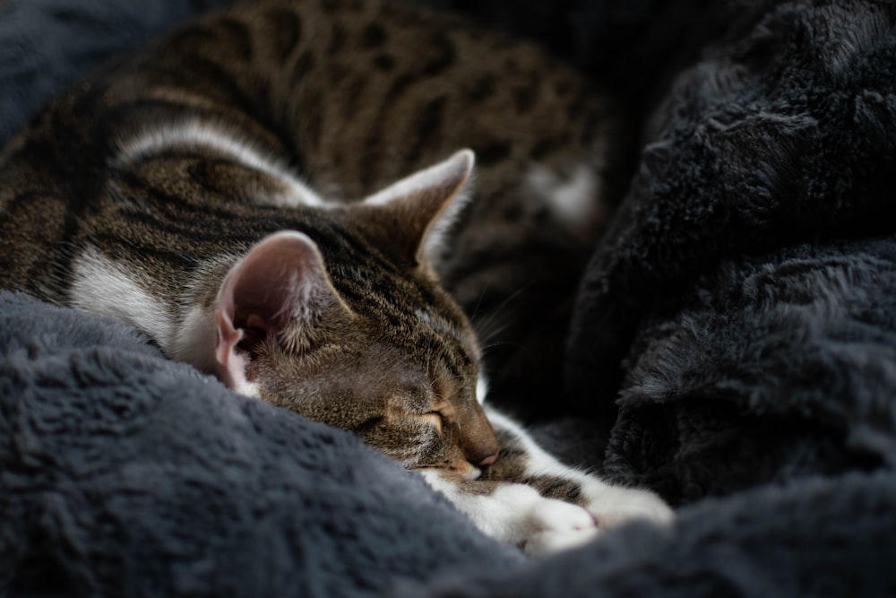 brown tabby cat lying on gray textile