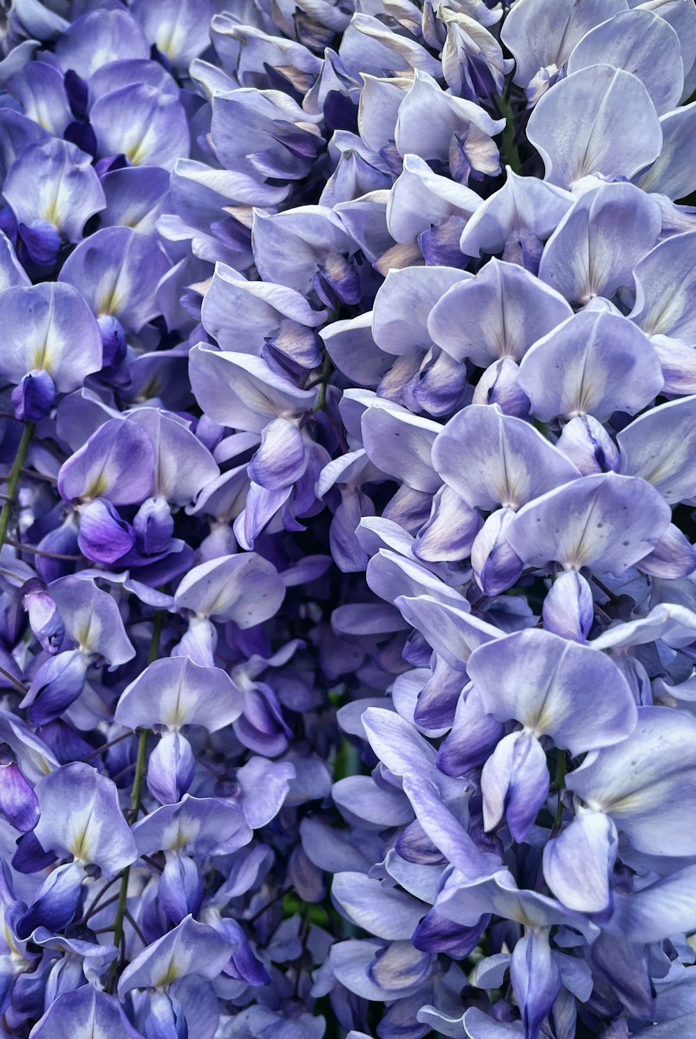 boccioli di fiori viola e bianchi