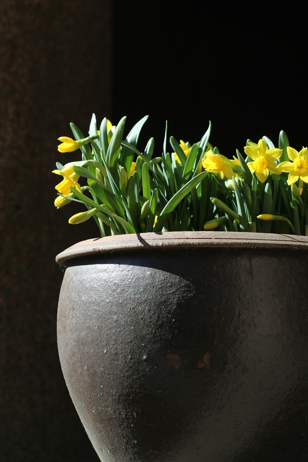 yellow flowers on brown clay pot