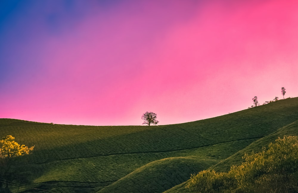 green grass field under pink sky