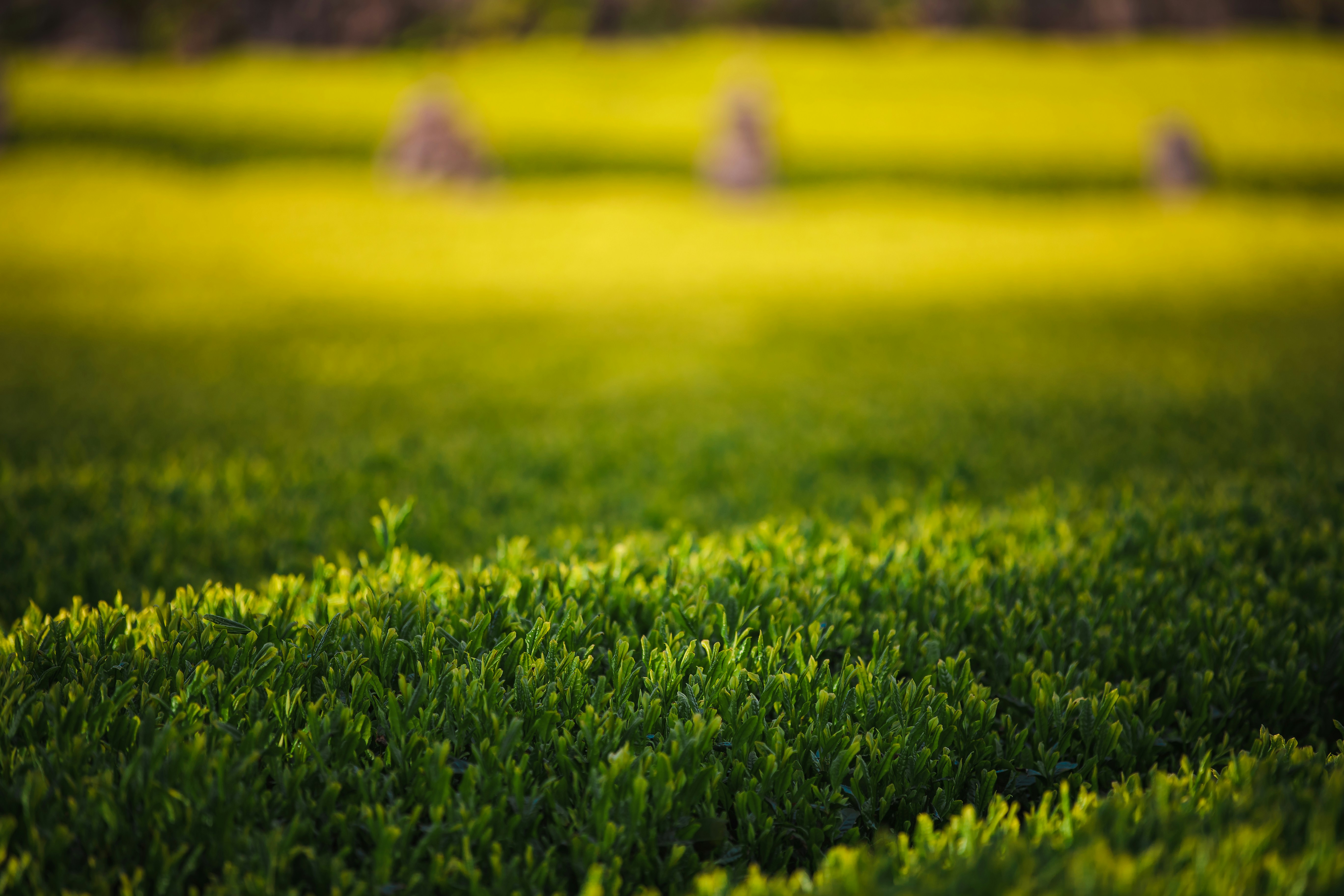 campo di erba verde durante il giorno