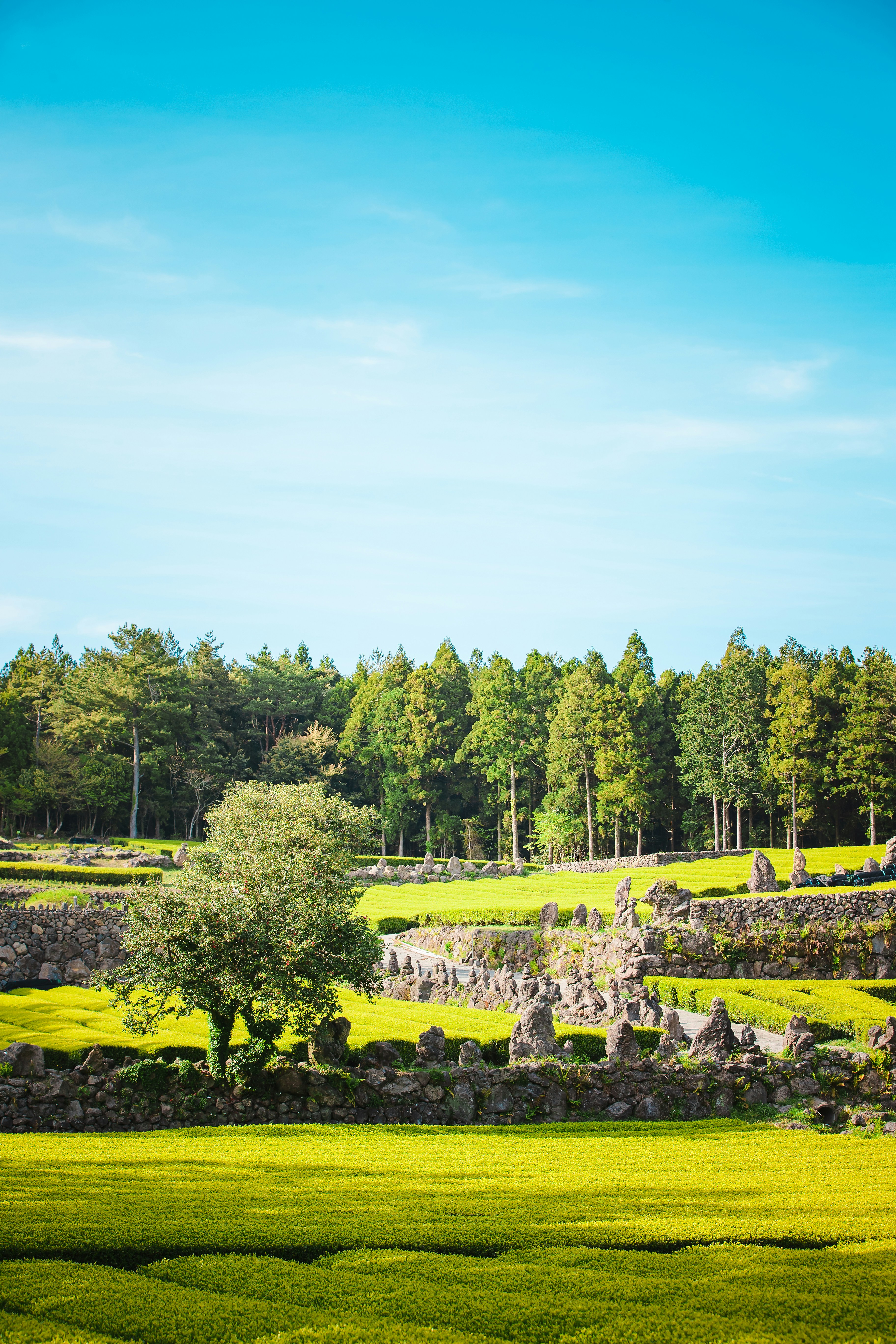 alberi verdi e campo di erba verde durante il giorno