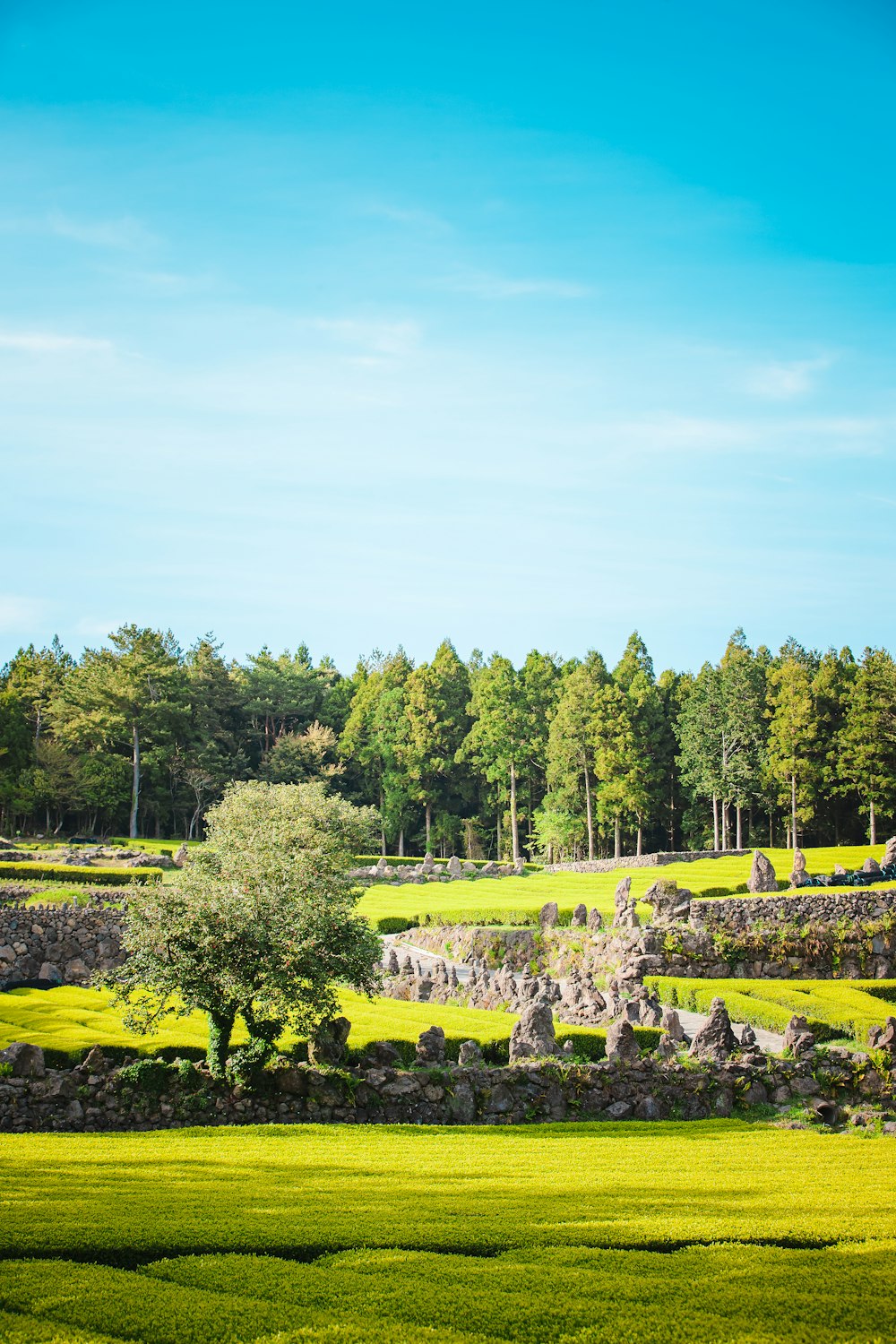 green trees and green grass field during daytime