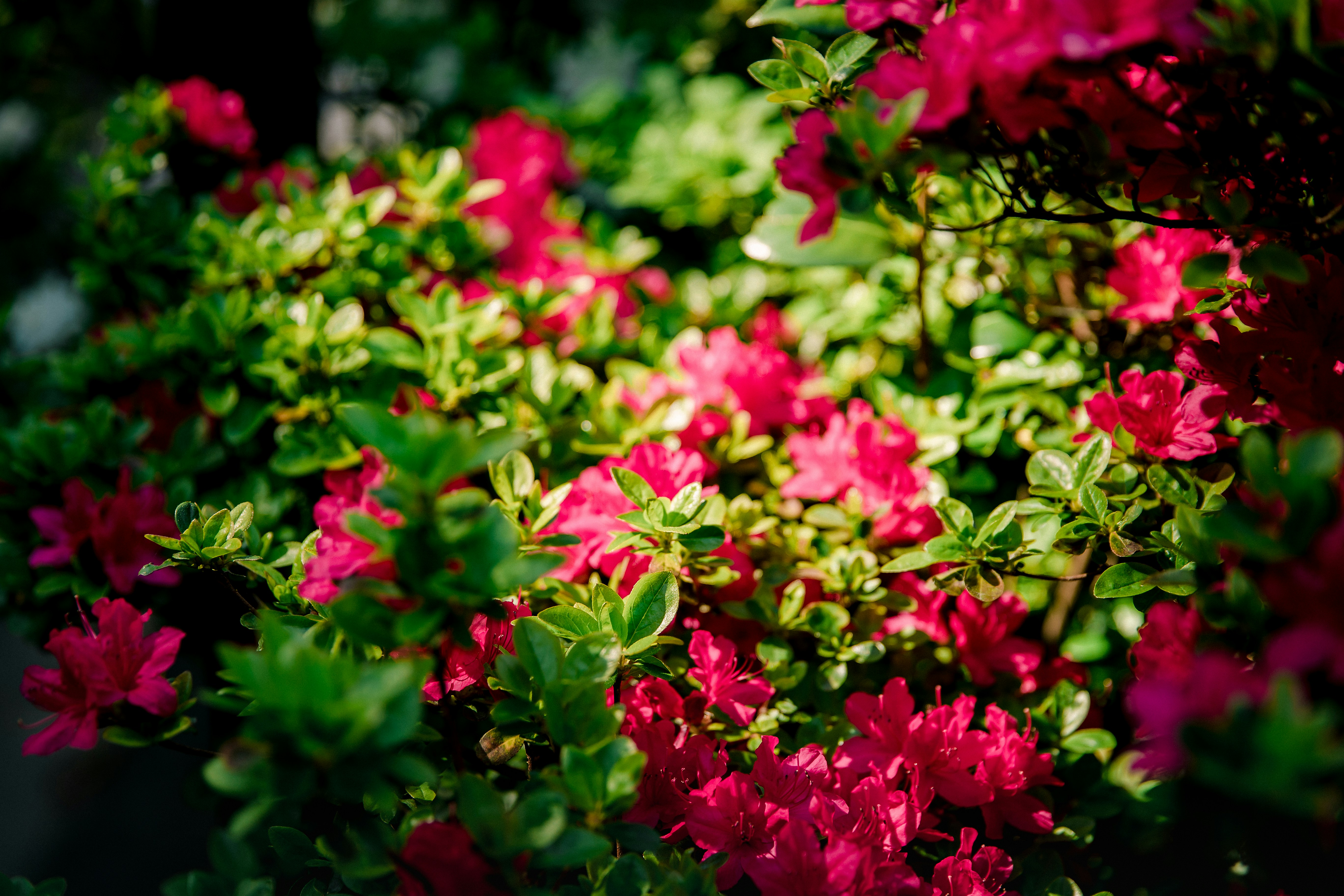 Photo by lowhillfoto