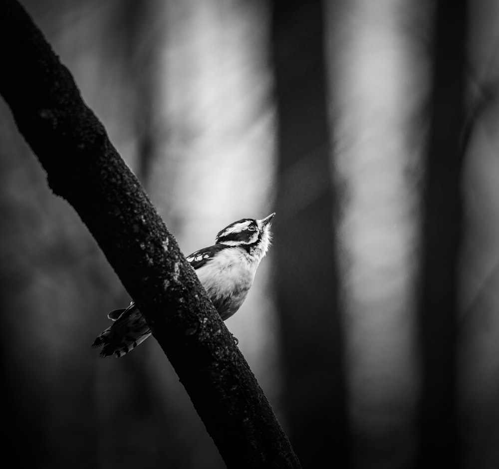 grayscale photo of bird on tree branch