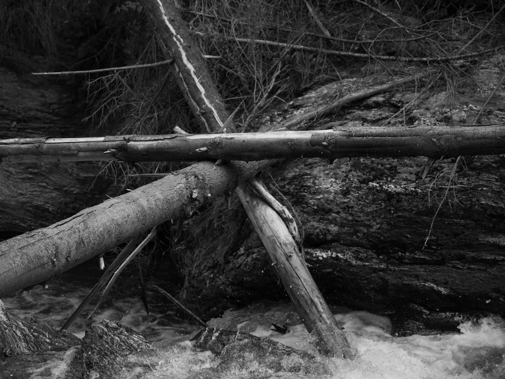 grayscale photo of wood log