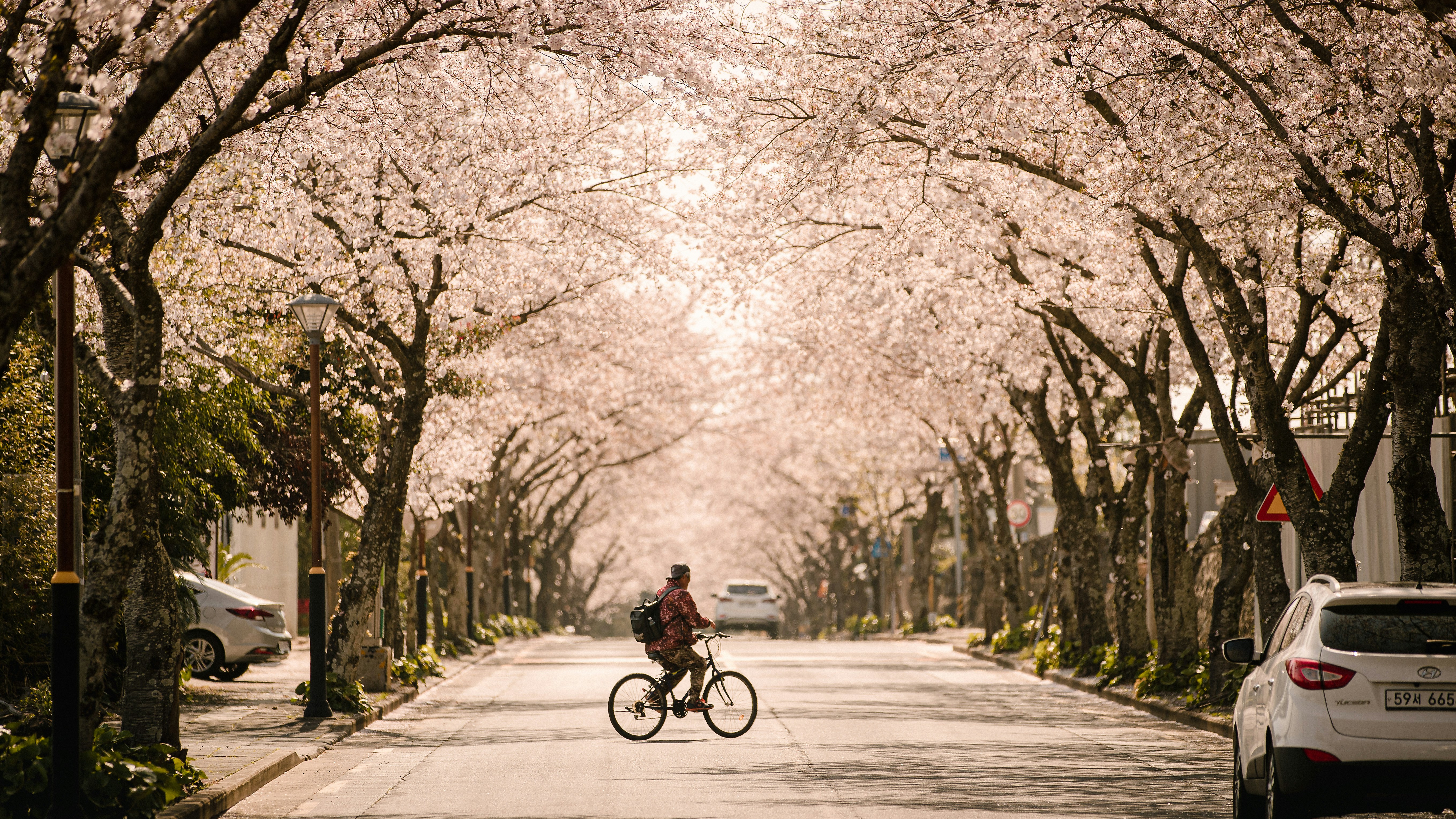 花見デーにもってこいな自転車