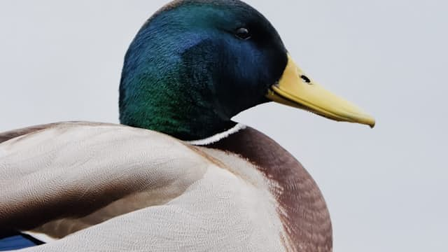 Duck