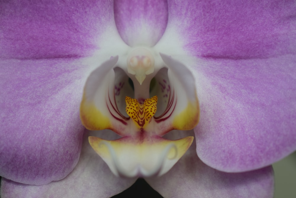 Orquídea polilla blanca y púrpura en flor