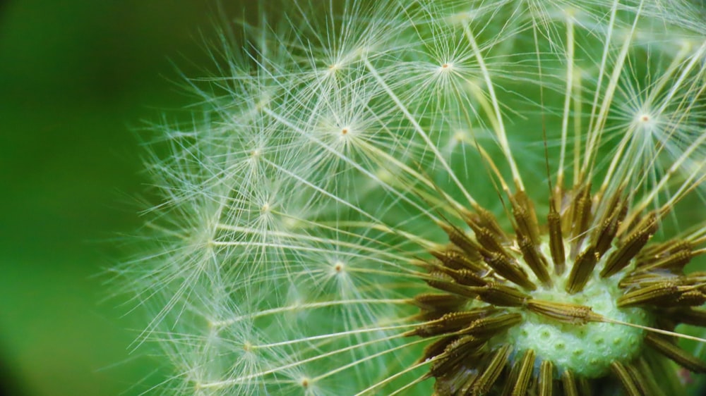 white dandelion in close up photography