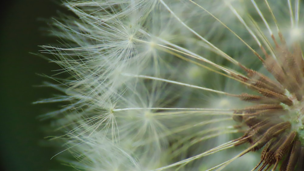 white dandelion in close up photography