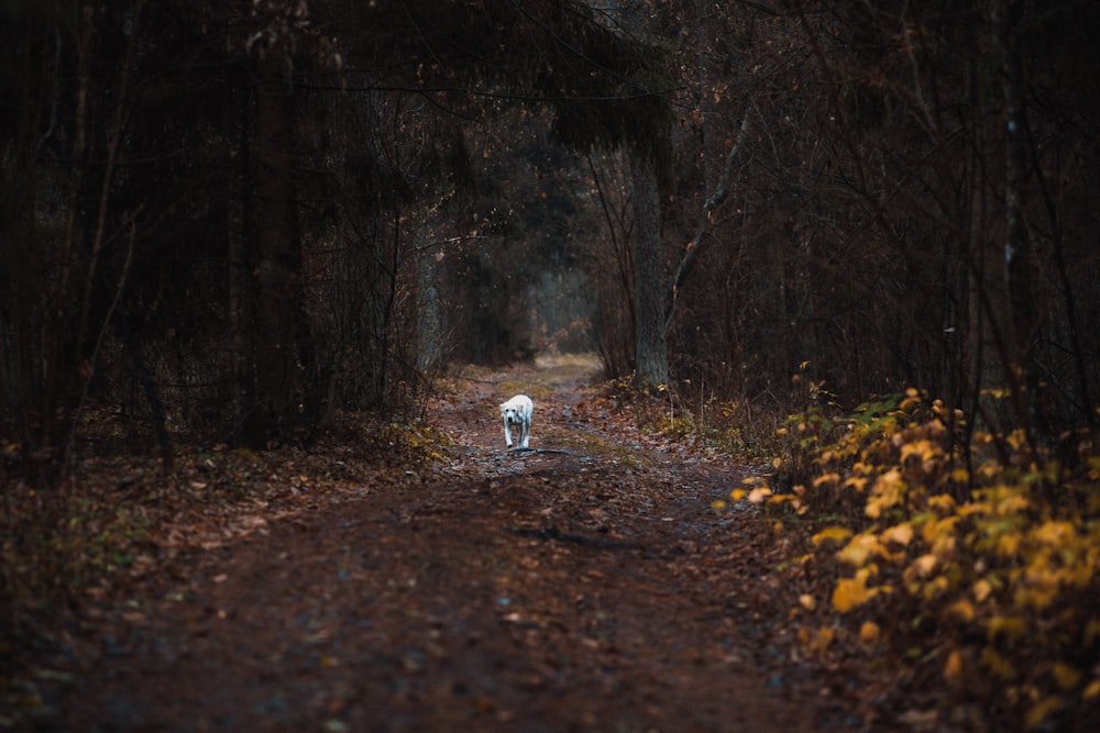 white short coat dog walking on dirt road