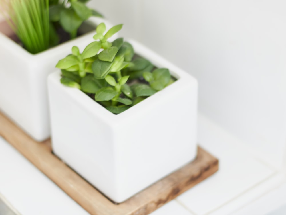 green leaves on white ceramic square container