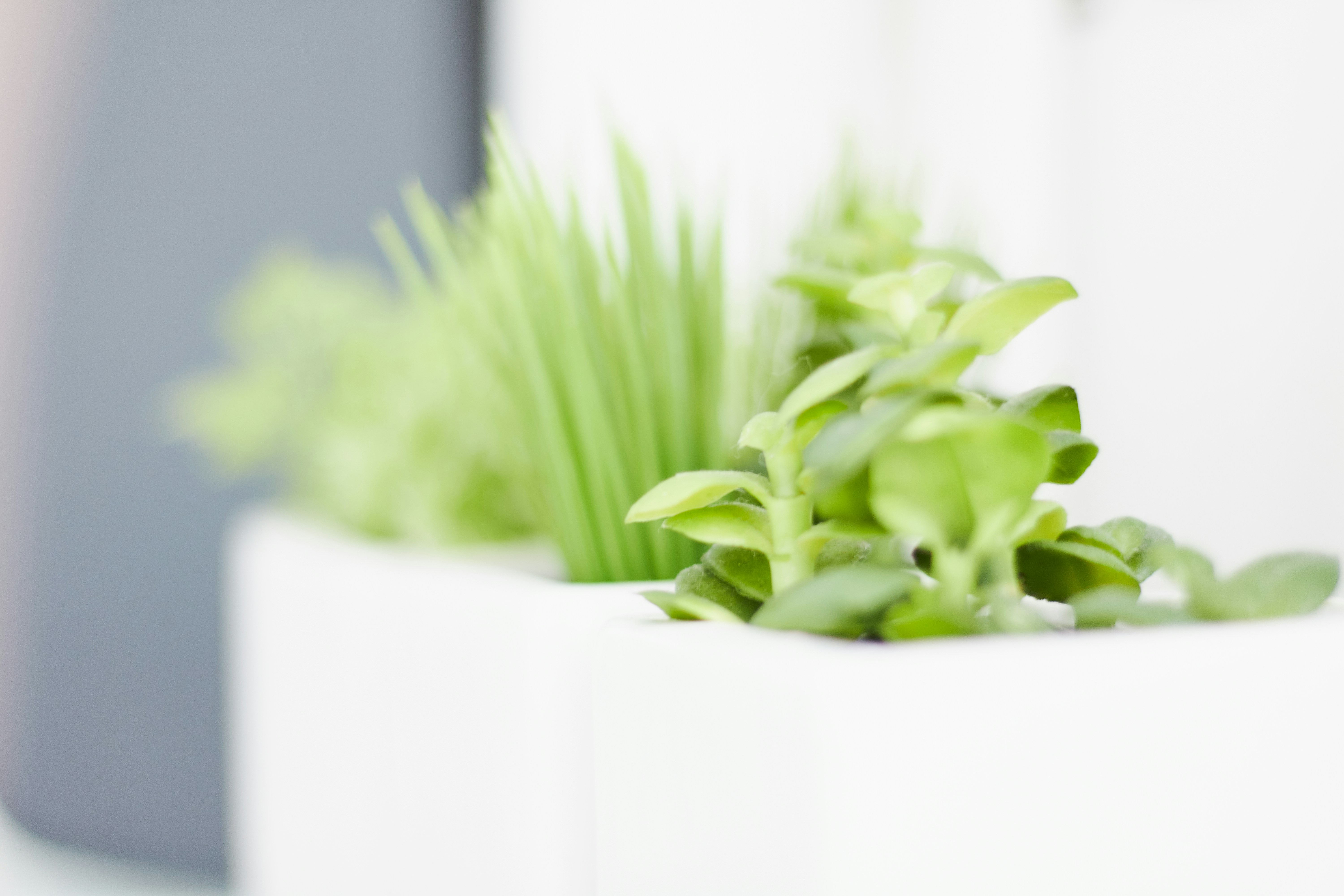 Best herbs to grow indoors - Potted herbs on a sunny windowsill