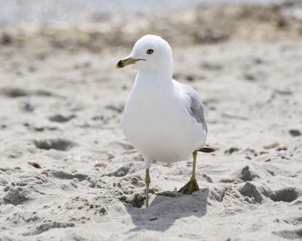 white bird on brown sand during daytime