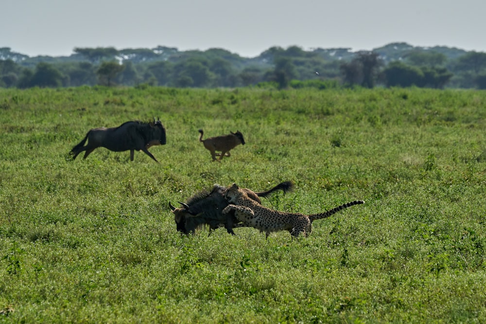 brown and black cheetah on green grass field during daytime