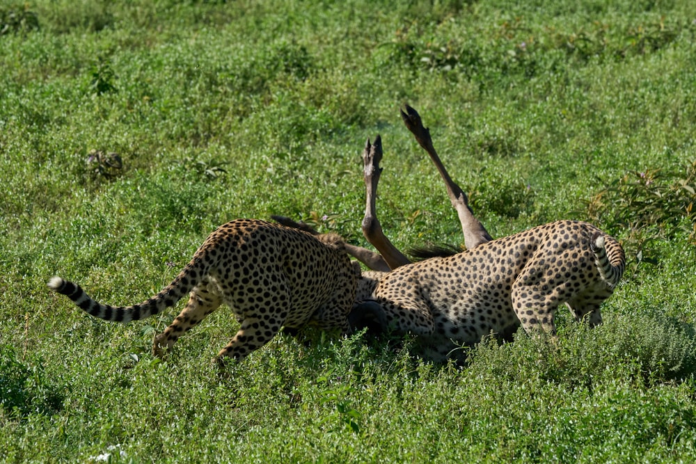 cheetah on green grass field during daytime