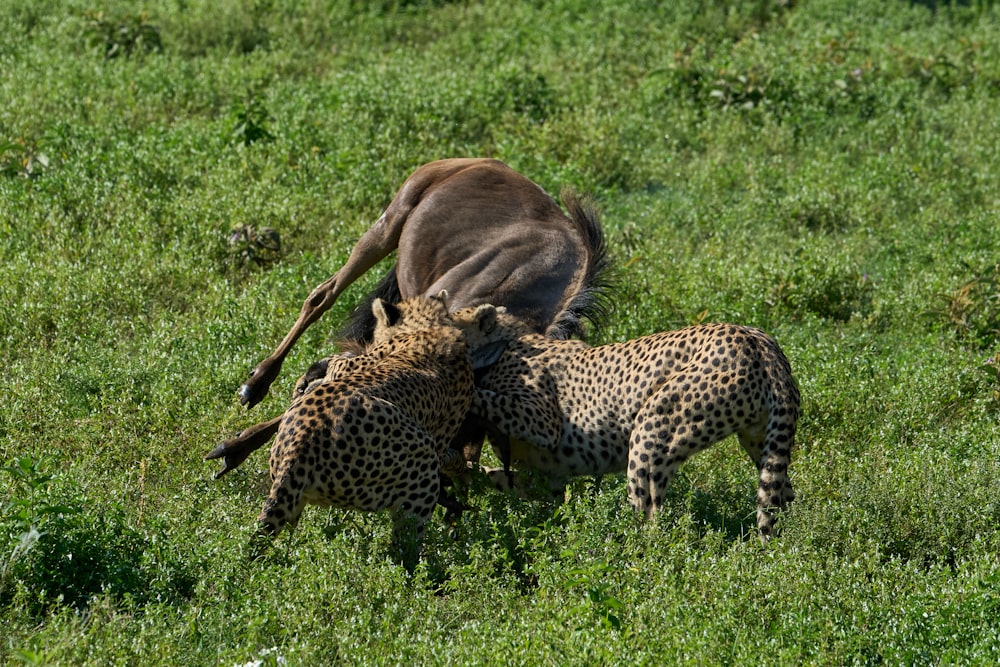 brown and black cheetah on green grass field during daytime