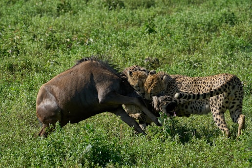 Two cheetahs are engaging with a wildebeest on a grassy field. The animals are surrounded by dense, green vegetation, and the scene captures a moment of high tension and movement.