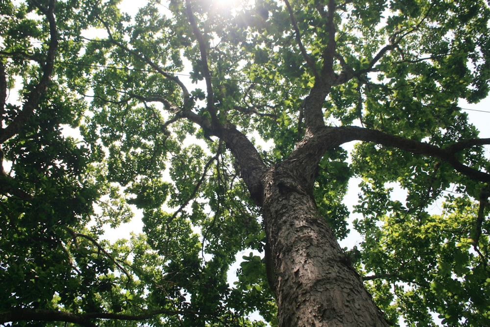 green tree with green leaves during daytime