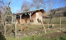 A rustic barn surrounded by a wire fence with several goats standing near the barn and chickens scattered across the grassy area. The background features leafless trees and a gently sloping hill under a clear blue sky.