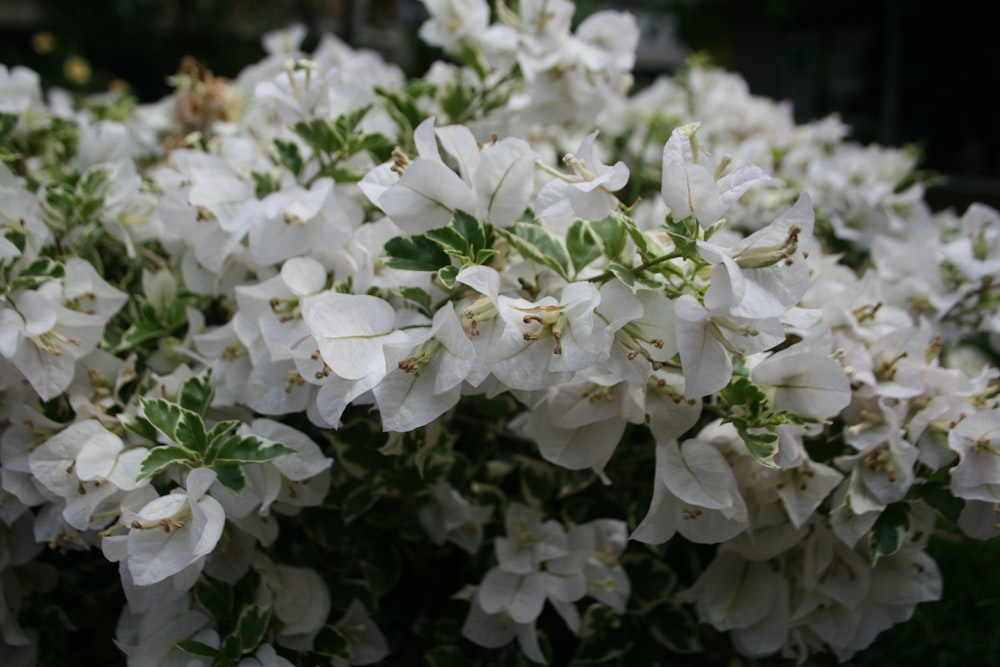 white flowers with green leaves