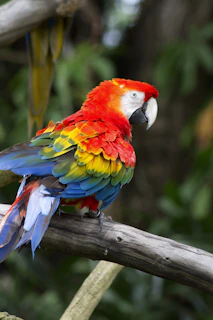 A parrot perched on a branch, showing off its vibrant feathers.