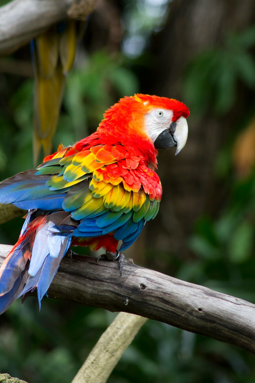 red blue and yellow macaw