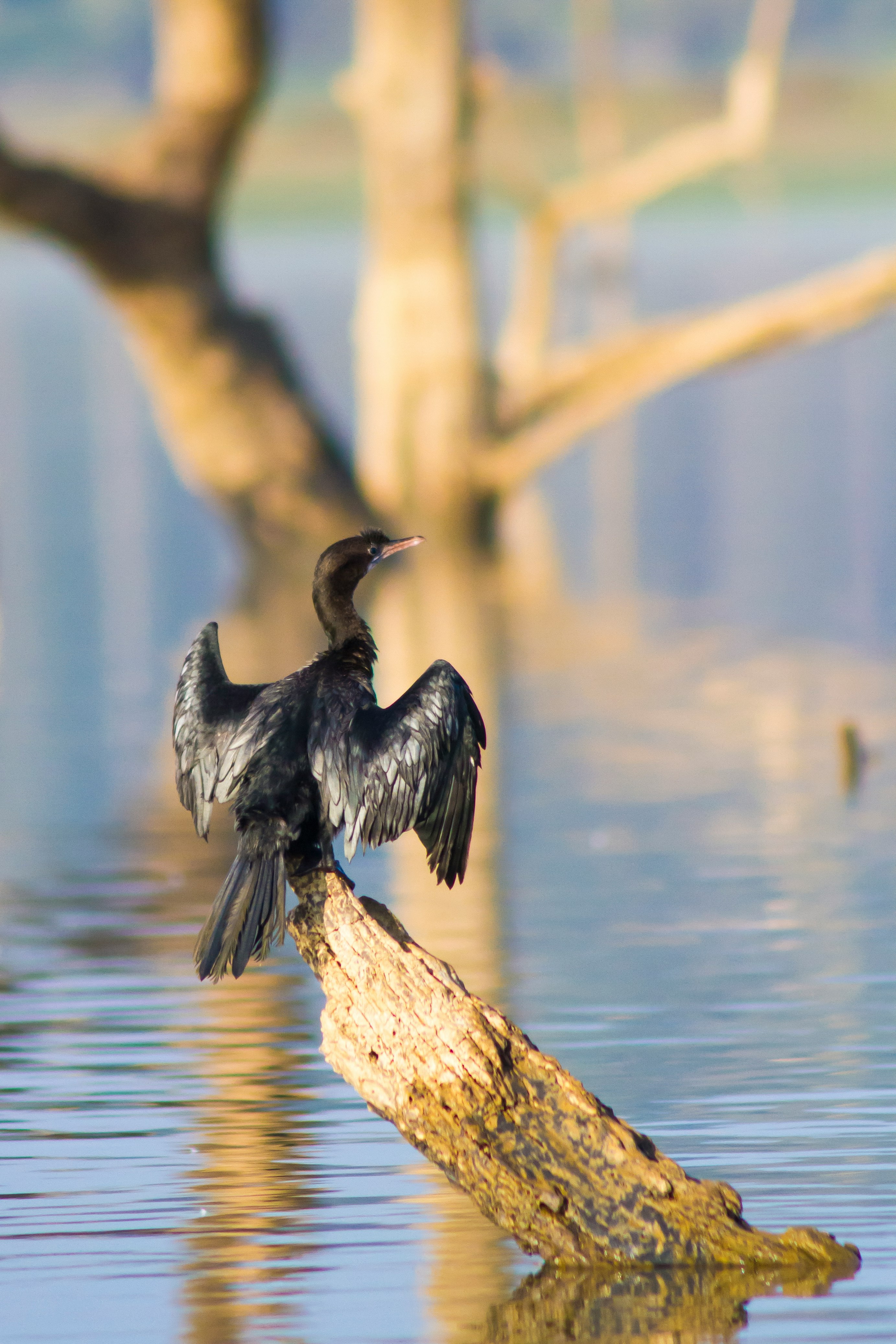 black bird on brown tree branch