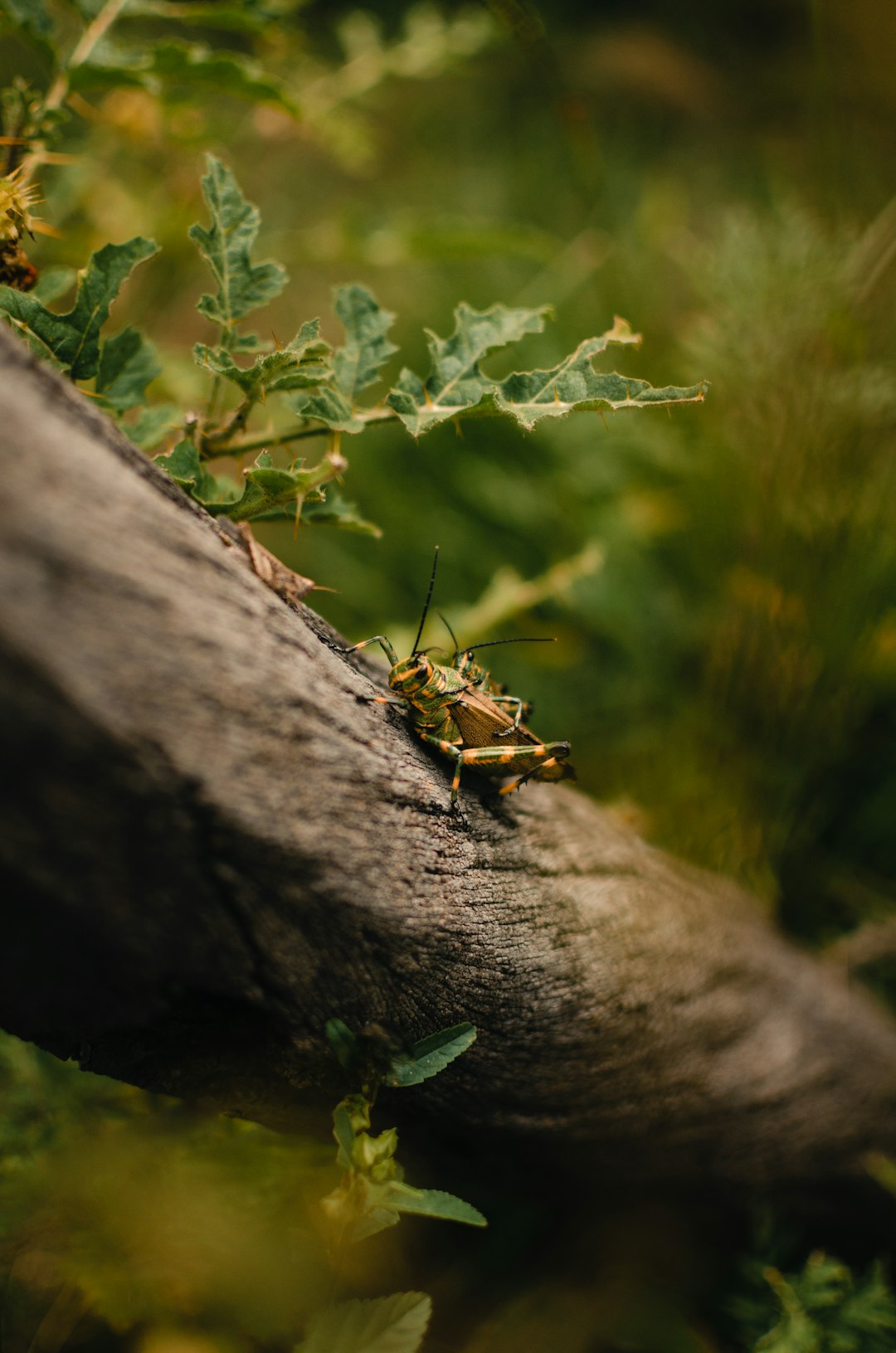 brown and black insect on brown tree trunk