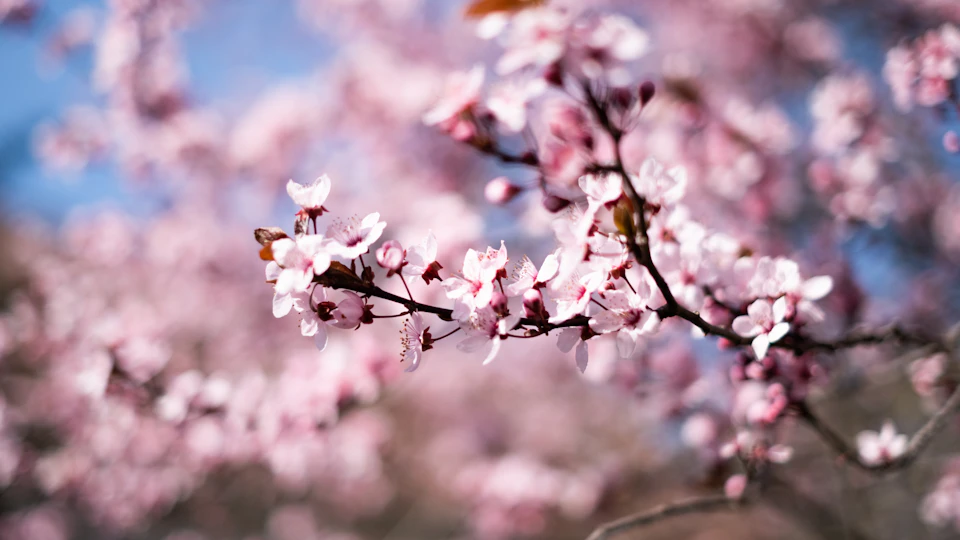 The image depicts a branch adorned with pink flowers, possibly cherry blossoms, against a backdrop of a clear blue sky. The flowers are in full bloom and their vibrant color contrasts beautifully with the azure hue of the sky. The perspective is from below, looking up at the branch, which adds to the sense of height and grandeur.

The image does not contain any discernible text or countable objects, making it a purely visual representation of nature's beauty.