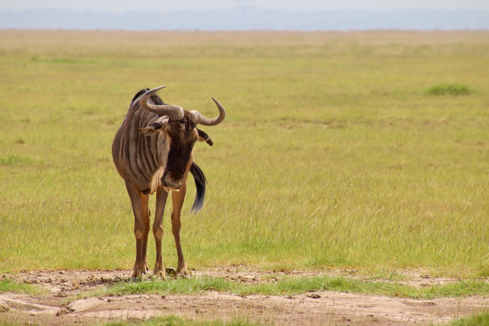 brown animal on green grass field during daytime