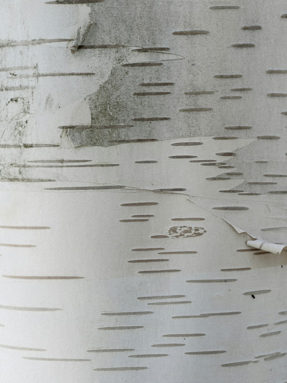 white and gray bird flying during daytime