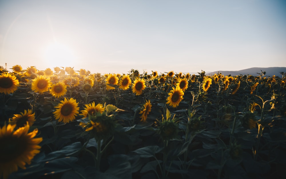 sunflower field under gray sky during daytime