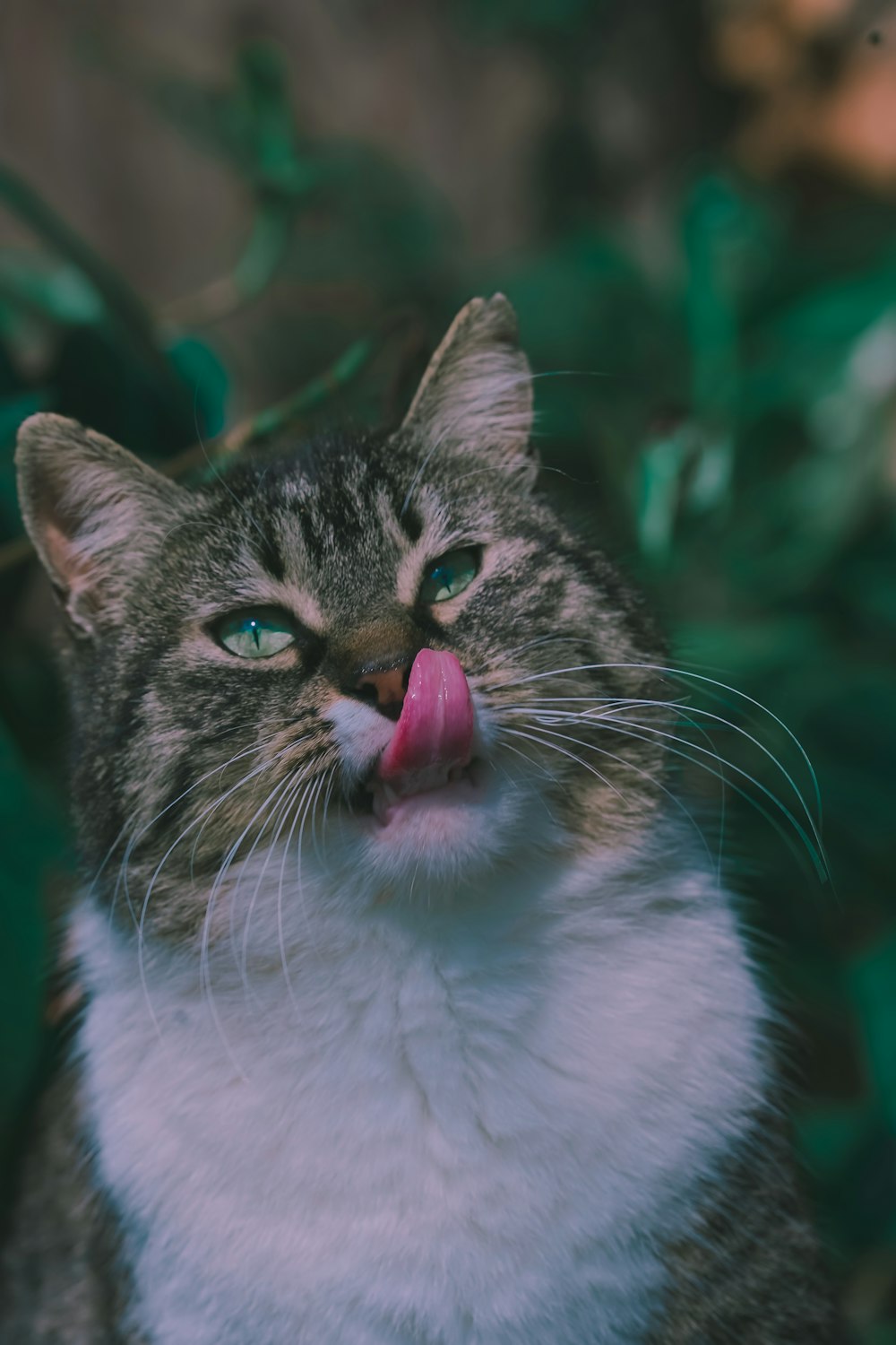 white and black tabby cat