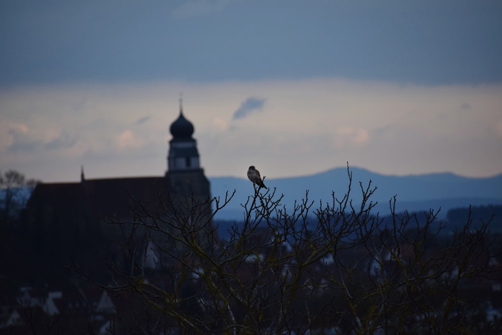 silhouette of bird on tree branch during daytime